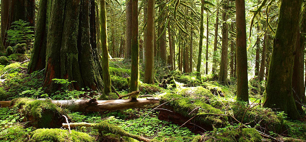 Ausschüsse Wald Technische